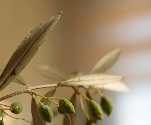 Vaya * Agia Anna (Naxos)