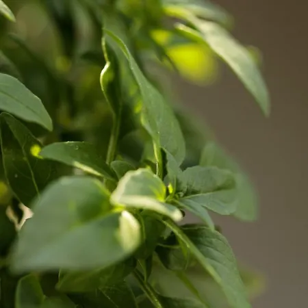 Vaya Villa Agia Anna (Naxos)