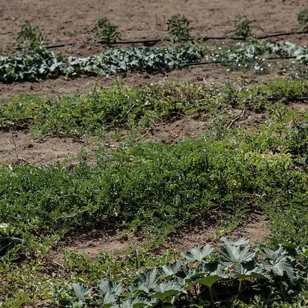Vaya Villa Agia Anna (Naxos)