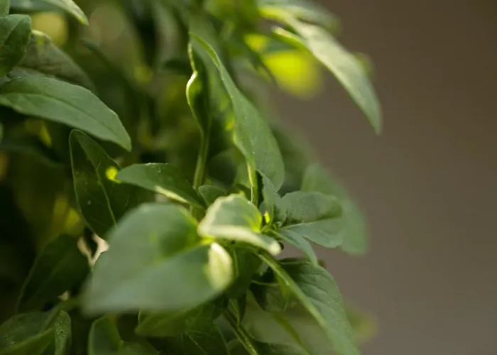 Vaya 빌라 Agia Anna (Naxos)