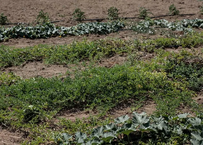 Vaya 빌라 Agia Anna (Naxos)
