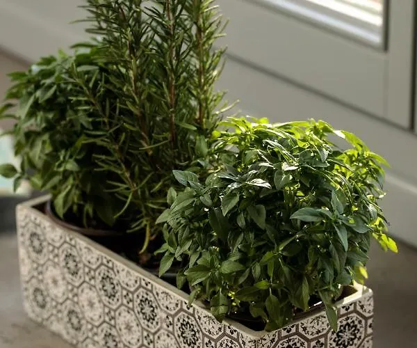 Vaya Agia Anna (Naxos)